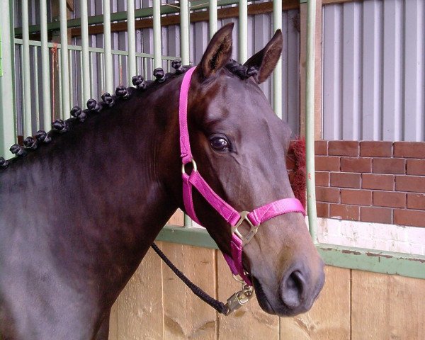 jumper Juicy Bimba S (German Riding Pony, 2007, from Van Veen)