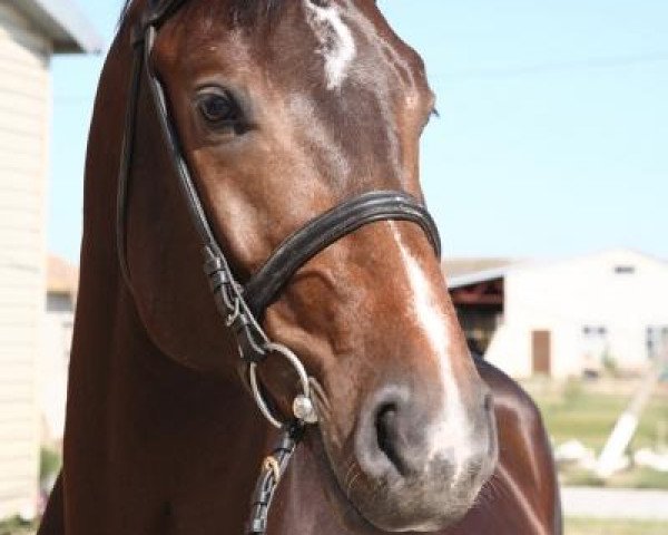 jumper Galiano Pkz (Belgian Warmblood, 2006, from Pkz Contact van de Heffinck)