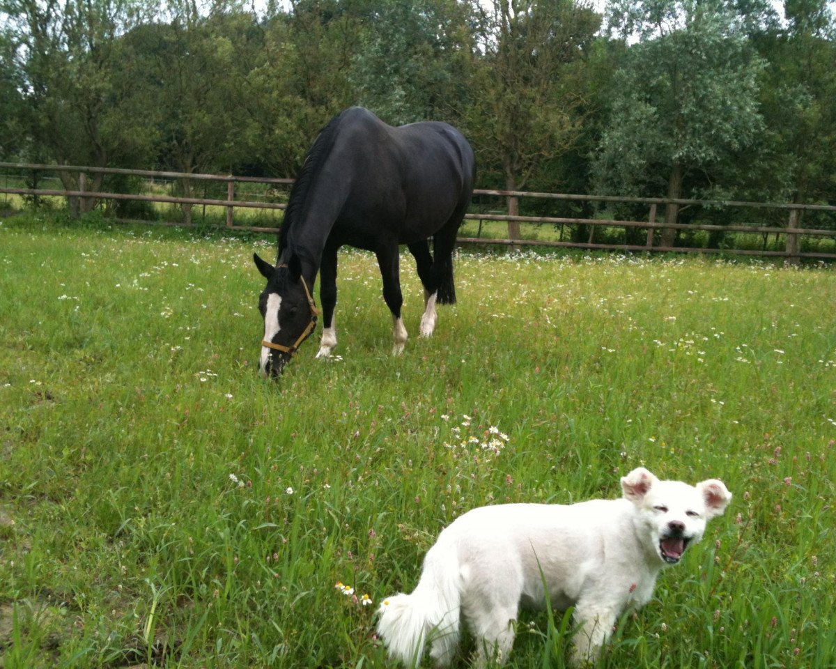 Broodmare Quincy (Westphalian, 2002, from Quinto)