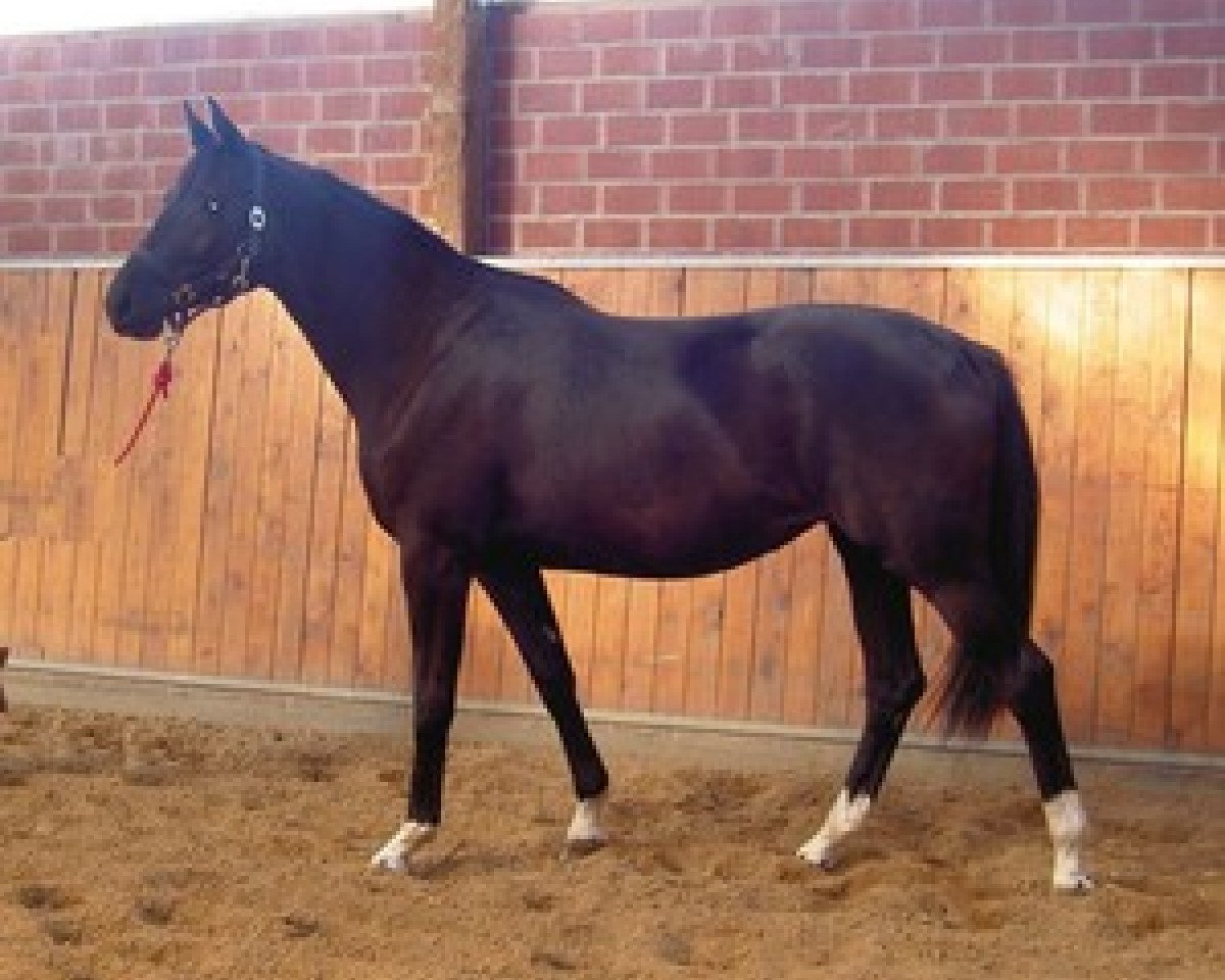 Zuchtstute Oracle (Trakehner, 2007, von Gribaldi)
