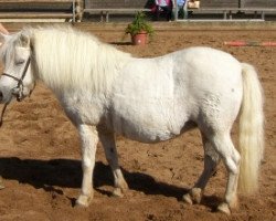 Zuchtstute Kirchweihtal's Schwalbe (Shetland Pony, 1993, von Jupiter)