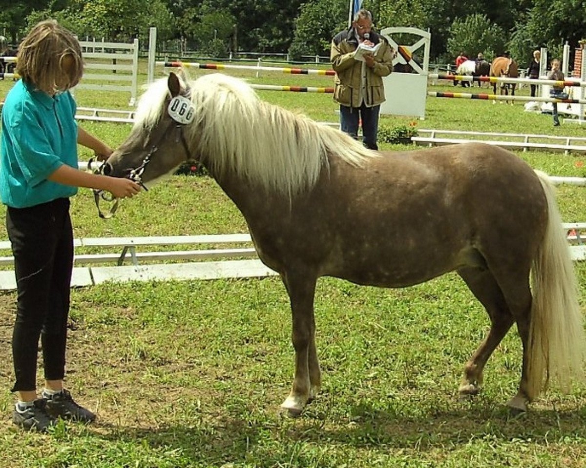 Zuchtstute Heather (Shetland Pony, 1998, von Belmondo)