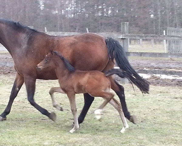 Zuchtstute Cherie Royal B (Oldenburger Springpferd, 2013, von Castino 4)