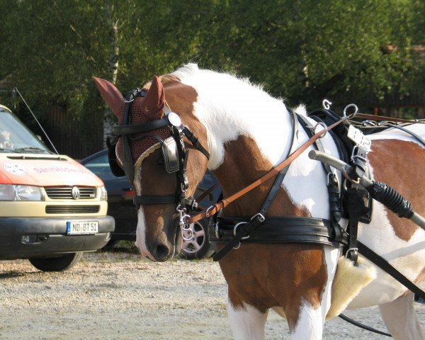 broodmare Taza Nera (Pinto / Pleasure, 2007, from Taza Bajan)