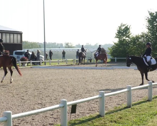 Reitturnier Bietigheim-Bissingen 2022