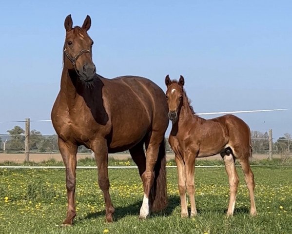 horse Vitus Vitalis (Westphalian, 2022, from Vitalis)