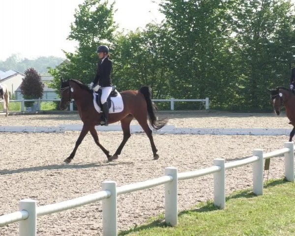 Reitturnier Bietigheim-Bissingen 2022