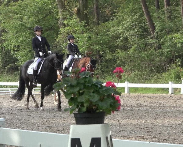Reitturnier Meppen 2022