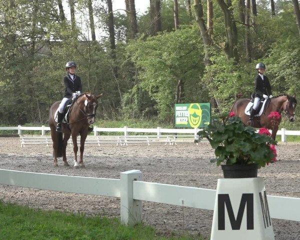 Reitturnier Meppen 2022