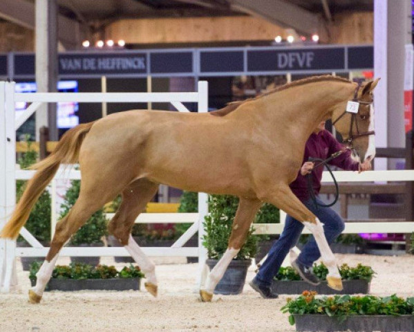 stallion Ermitage Kalone (Selle Français, 2014, from Catoki)