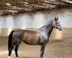 dressage horse Delice 27 (Hanoverian, 2008, from Depardieu 11)