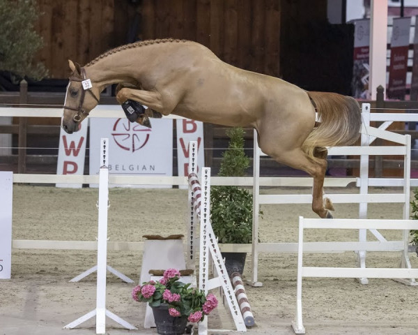Pferd Soleil Optimus (Belgisches Warmblut, 2018, von Ermitage Kalone)