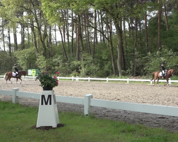 Reitturnier Meppen 2022