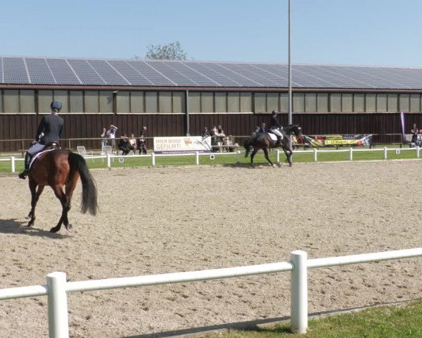 Reitturnier Bietigheim-Bissingen 2022