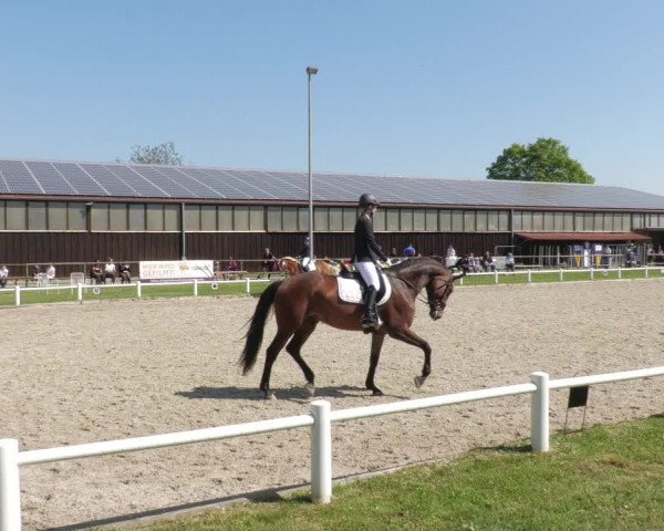 Reitturnier Bietigheim-Bissingen 2022