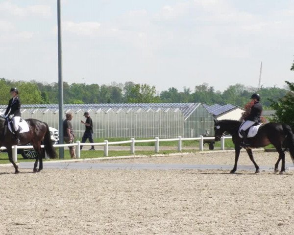 Reitturnier Bietigheim-Bissingen 2022