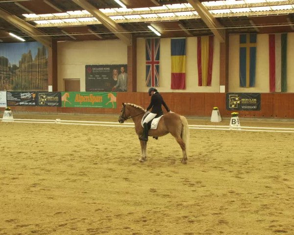 Reitturnier Weikersdorf am Steinfelde 2022