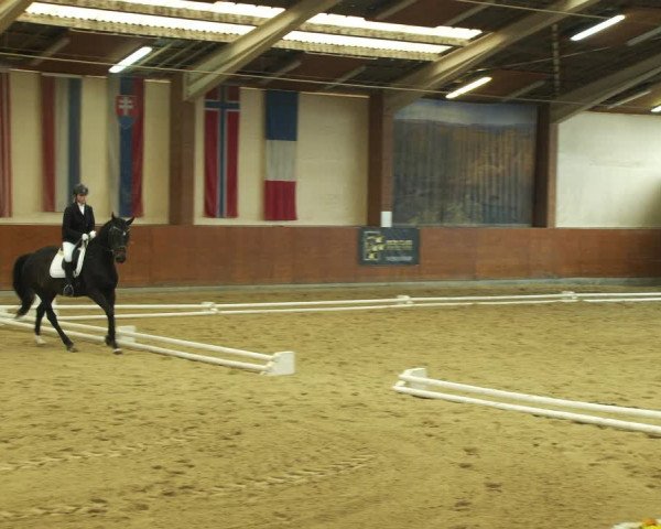 Reitturnier Weikersdorf am Steinfelde 2022