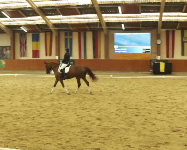 Reitturnier Weikersdorf am Steinfelde 2022