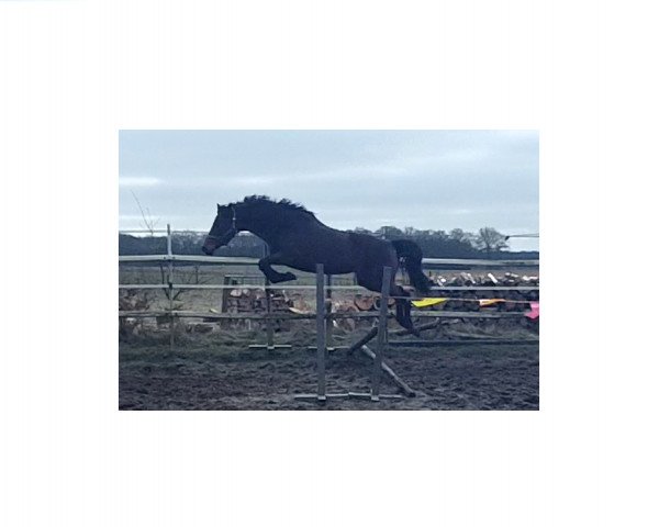 broodmare Stute von Quidamo (Westphalian, 2008, from Quidamo)