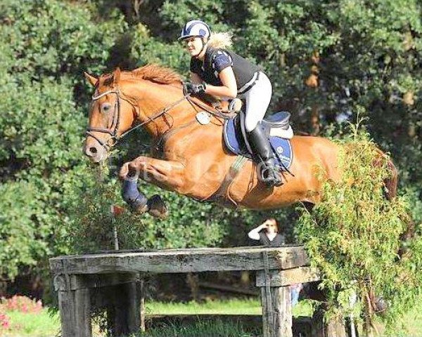 jumper Cantus 31 (Hanoverian, 2001, from Crazy Classic)