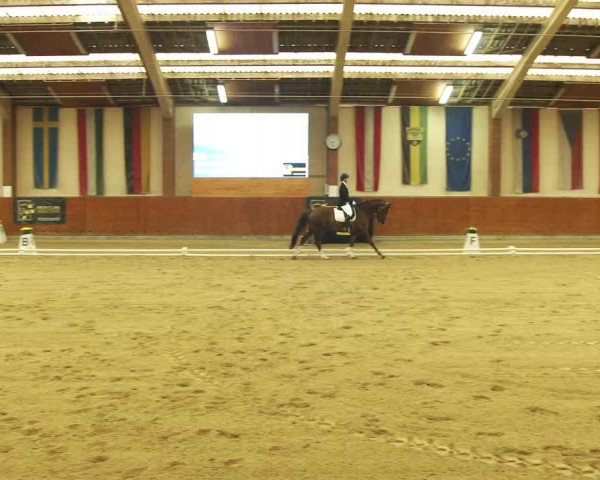 Reitturnier Weikersdorf am Steinfelde 2022