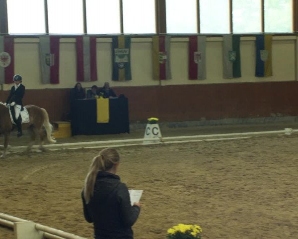 Reitturnier Weikersdorf am Steinfelde 2022