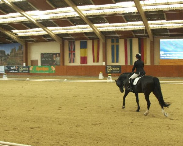 Reitturnier Weikersdorf am Steinfelde 2022