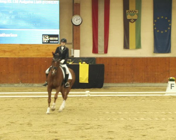 Reitturnier Weikersdorf am Steinfelde 2022