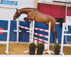jumper Gräfin Top 7 (Hanoverian, 2009, from Graf Top)