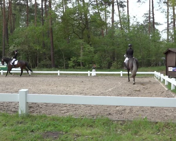Reitturnier Meppen 2022