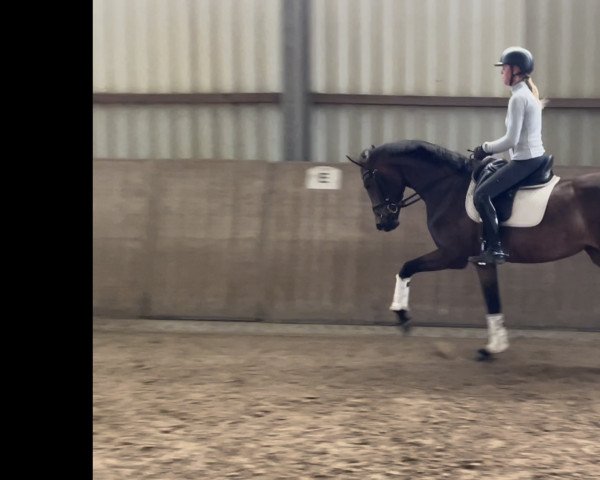 broodmare Showgirl A (Hanoverian, 2018, from Sir Heinrich OLD)