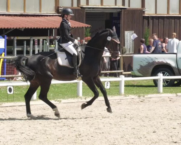 Reitturnier Bietigheim-Bissingen 2022