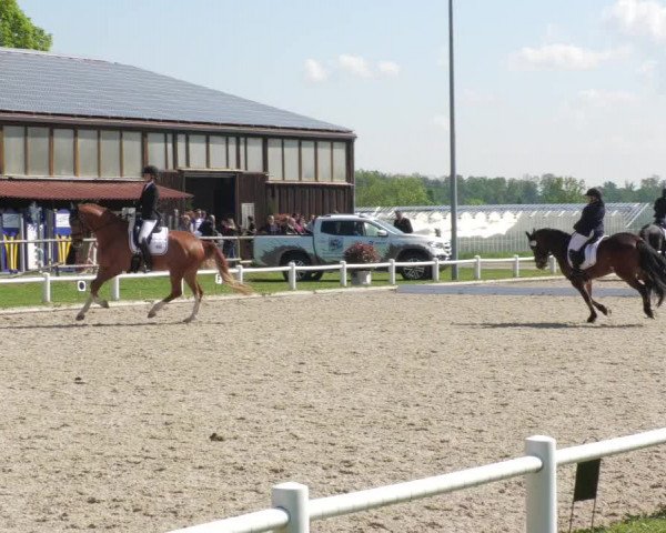 Reitturnier Bietigheim-Bissingen 2022