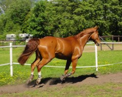 Springpferd Granando (Hannoveraner, 2003, von Graf Top)