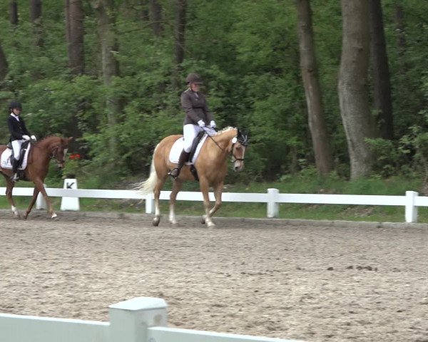 Reitturnier Meppen 2022