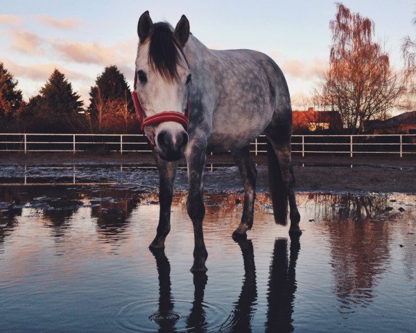 jumper Crime Time (German Riding Pony, 2010, from Cheval de Luxe)