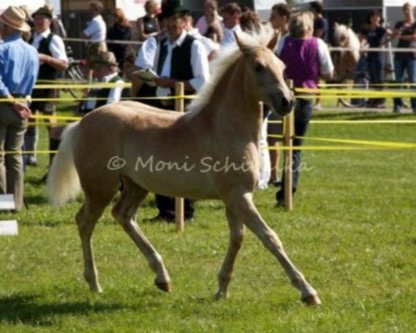 horse Andora (Haflinger,  , from München 2010 (5,47% ox))