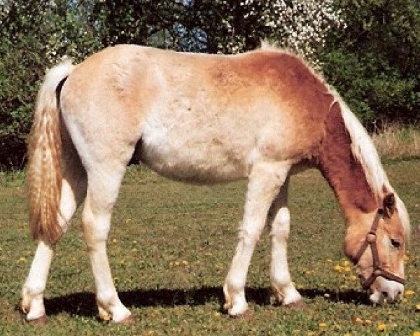 Pferd Miro (Haflinger,  , von Monday (3,125% ox))