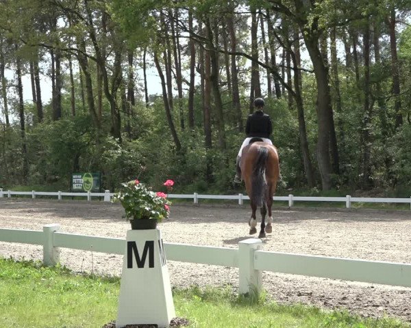 Reitturnier Meppen 2022