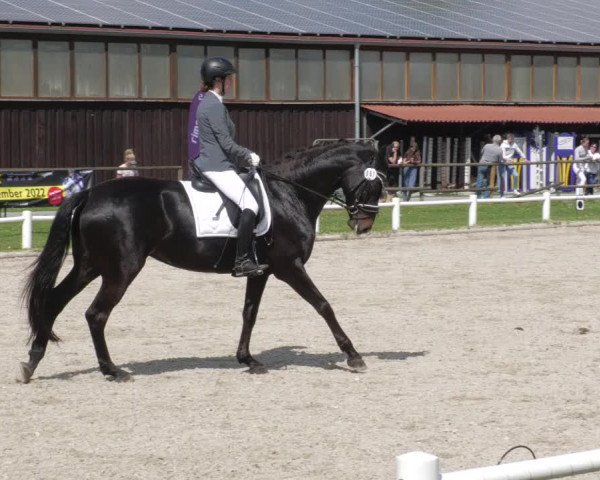 Reitturnier Bietigheim-Bissingen 2022