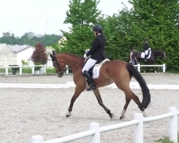 Reitturnier Bietigheim-Bissingen 2022