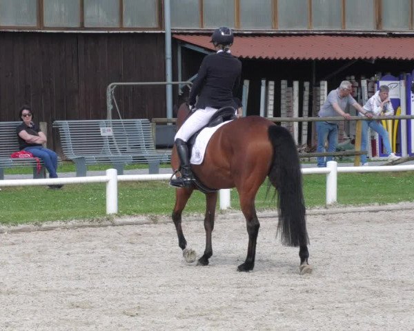 Reitturnier Bietigheim-Bissingen 2022