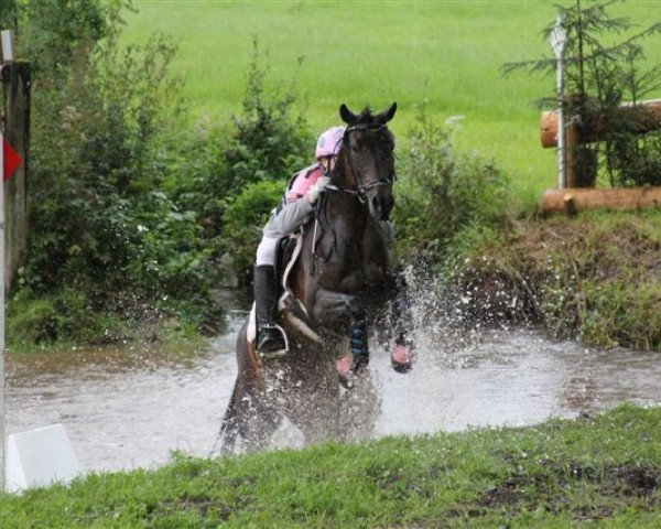 broodmare Simbaguenza (German Riding Pony, 1998, from Asih) broodmare Simbaguenza (German Riding Pony, 1998, from Asih)