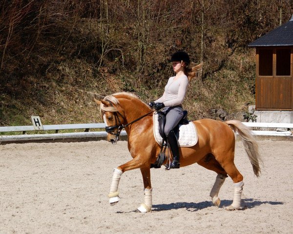 stallion Golden Mailight BE (German Riding Pony, 2004, from Golden Dancer)
