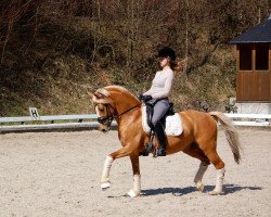 stallion Golden Mailight BE (German Riding Pony, 2004, from Golden Dancer)