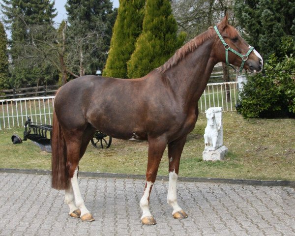 dressage horse Orona de Fraghi (Selle Français, 2002, from Vicomte Manciais)