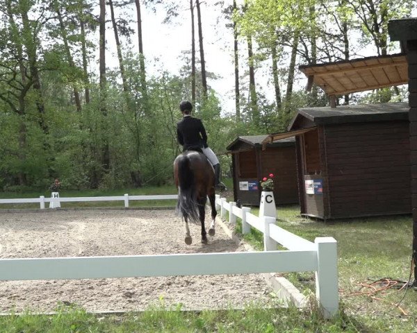 Reitturnier Meppen 2022