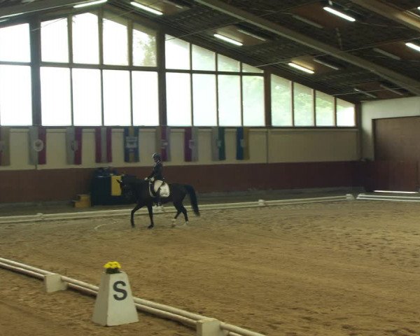 Reitturnier Weikersdorf am Steinfelde 2022