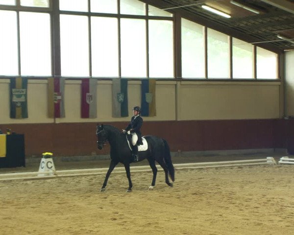 Reitturnier Weikersdorf am Steinfelde 2022